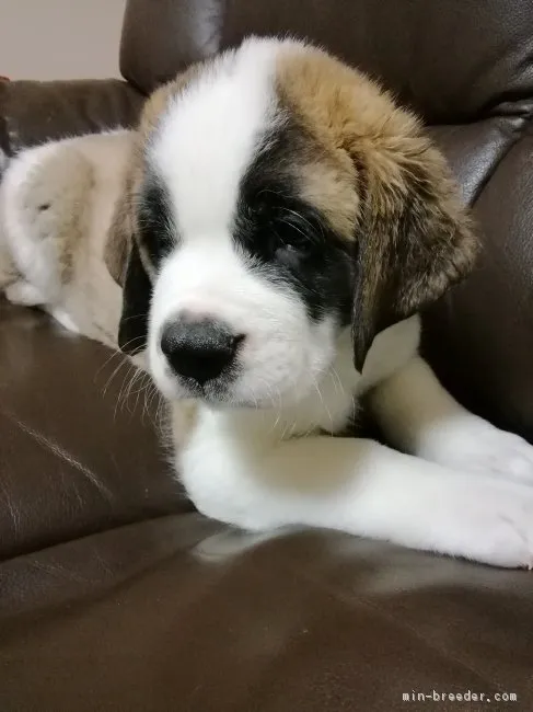 ID：1808-02470の子犬