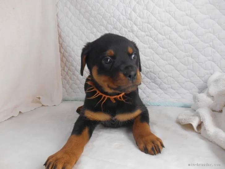 ID：1703-00256の子犬
