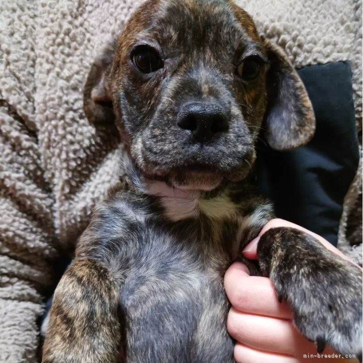 A.M 様のお迎えした子犬