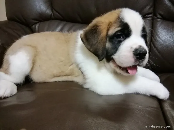 ID：1808-02471の子犬