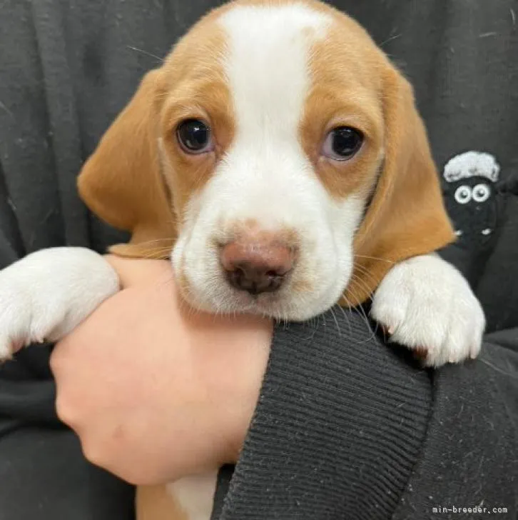 ID：2211-02983の子犬