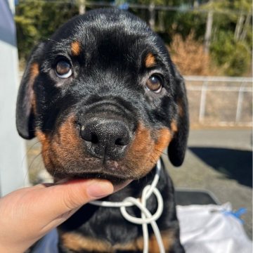 ロットワイラー【栃木県・男の子・2023年11月8日・ブラックタン】の写真「イケメン君」