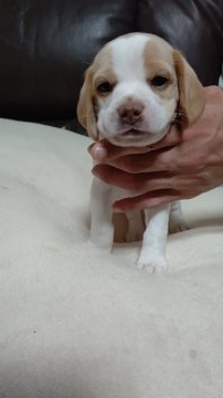 ビーグル【栃木県・男の子・2020年10月20日・レモンカラー】の写真「元気な男のコ」