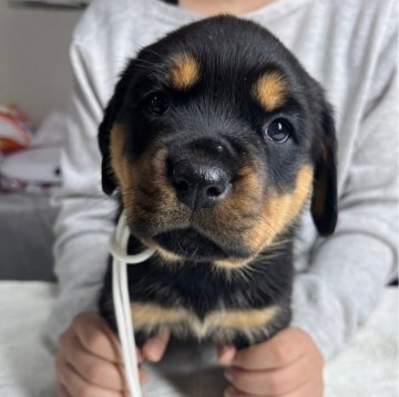 ロットワイラー【栃木県・女の子・2023年11月11日・ブラックタン】の写真「かわいい女のコ」