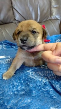 柴犬×ビーグル【栃木県・女の子・2020年4月8日・茶系】の写真「元気いっぱいの女の子」