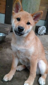 柴犬(標準サイズ)【栃木県・男の子・2020年4月13日・赤】の写真「元気な男の子」