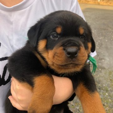 ロットワイラー【栃木県・男の子・2020年1月17日・ブラックタン】の写真「可愛い顔の男の子」