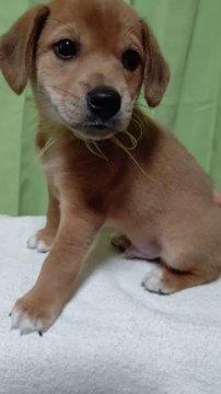 柴犬×ビーグル【栃木県・男の子・2020年4月8日・茶系】の写真「元気いっぱい男の子」