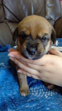 柴犬×ビーグル【栃木県・女の子・2020年4月8日・茶系】の写真「探検大好き女の子」