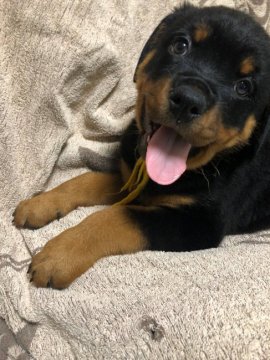 ロットワイラー【栃木県・女の子・2020年1月17日・ブラックタン】の写真「元気いっぱいの女の子」