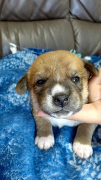 柴犬×ビーグル【栃木県・男の子・2020年4月8日・茶系】の写真「どちらに似てくるかな⁉」