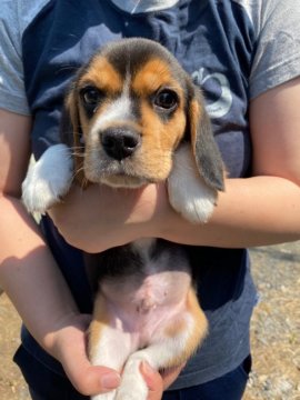 ビーグル【栃木県・男の子・2020年4月22日・ハウンドカラー(トライカラー)】の写真「食いしん坊くん」