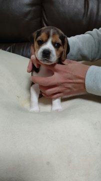 ビーグル【栃木県・女の子・2020年10月20日・ハウンドカラー(トライカラー)】の写真「元気いっぱいの女のコ」