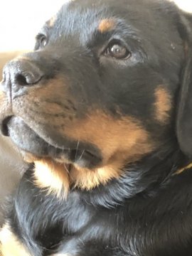 ロットワイラー【栃木県・女の子・2019年1月31日・ブラックタン】の写真「人が大好きロットワイラー」