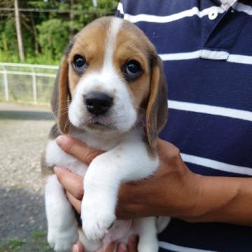 ビーグル【栃木県・男の子・2022年7月26日・ハウンドカラー】の写真「可愛い男のコ」