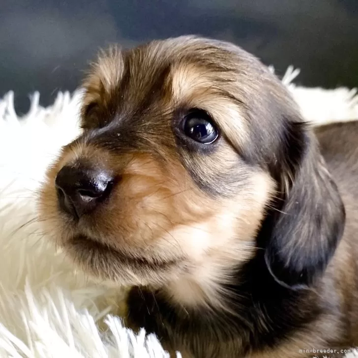 ID:2507-00205の子犬