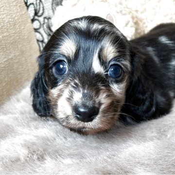 カニンヘンダックスフンド(ロング)【三重県・女の子・2025年10月11日・シルバーダップル】の写真「両親PRAクリアですU^ェ^U」