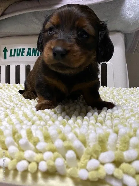 ID:2104-03007の子犬