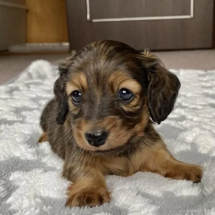 ID:2205-03369の子犬