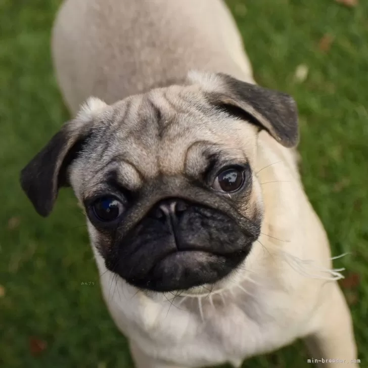 ID：2410-01896の子犬
