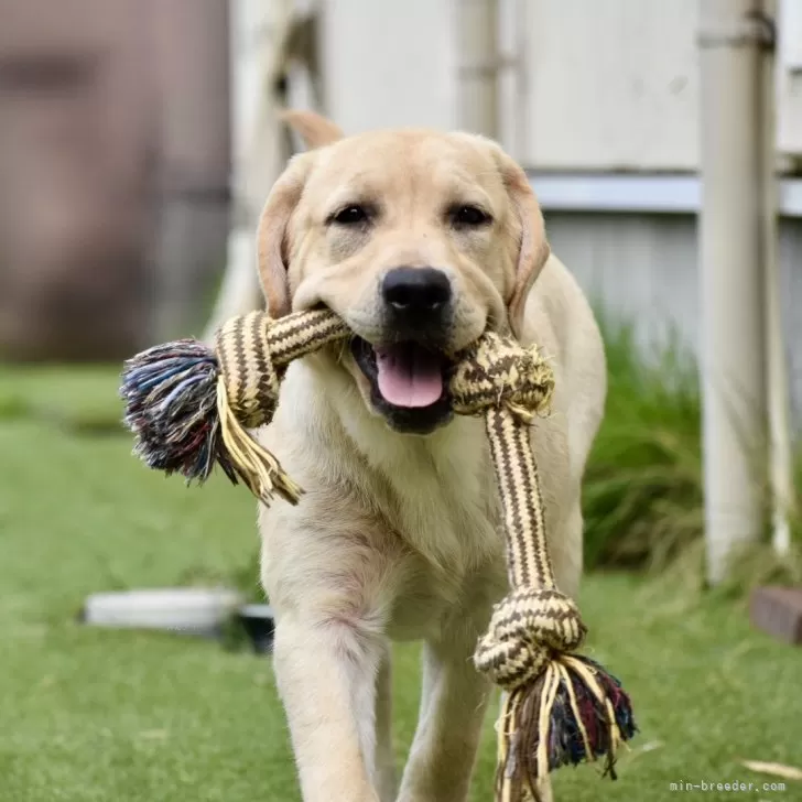 ID:2503-04013の子犬