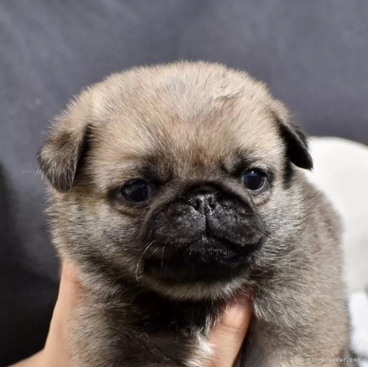 Pon 様のお迎えした子犬