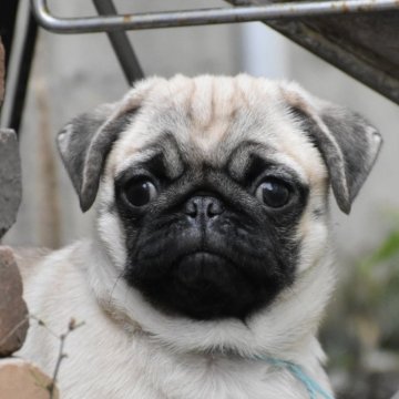 パグ【群馬県・男の子・2025年7月23日・フォーン】の写真「可愛い男の子」