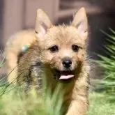 ノーリッチテリア