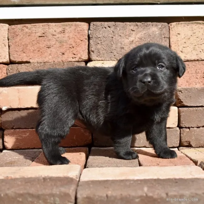 ID：2202-00649の子犬