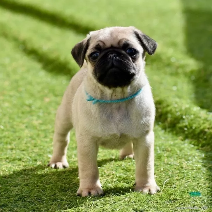 ID：2402-00699の子犬