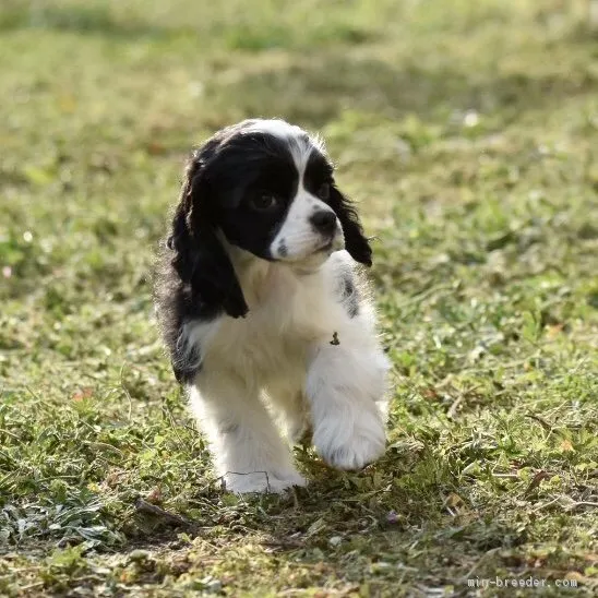 ID：2102-02485の子犬