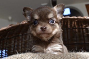 チワワ(ロング)【群馬県・女の子・2018年12月8日・チョコレートタン & クリーム】の写真「活発プリティガール(*^ω^*)」