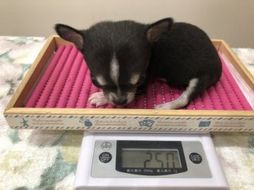 チワワ(スムース)【群馬県・女の子・2018年8月26日・ブラックタン&ホワイト】の写真「超極小チワワ」