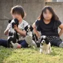 アメリカンコッカースパニエル【群馬県・男の子・2021年1月19日・ブラック アンド ホワイト】の写真5「3/24撮影」