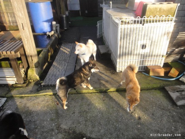 前田　峰王(まえだ　みねお)ブリーダー(富山県・柴犬など・JKC/日本犬保存会/KC登録)の紹介写真5