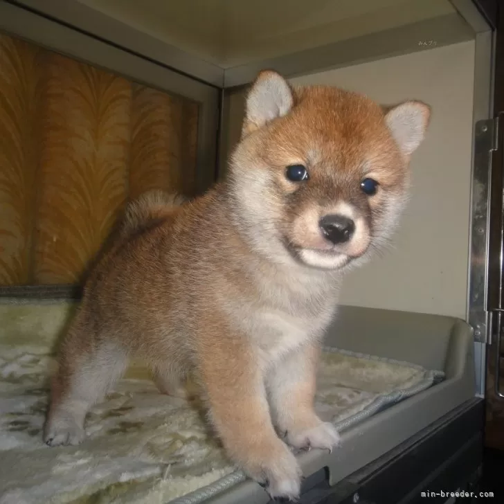 Y.M 様のお迎えした子犬