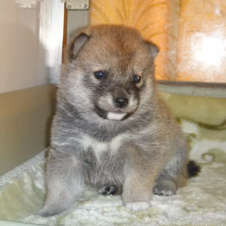 ID:2502-03256の子犬