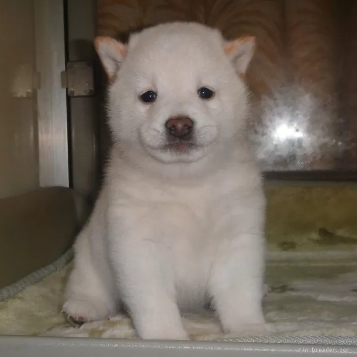 Y.G 様のお迎えした子犬