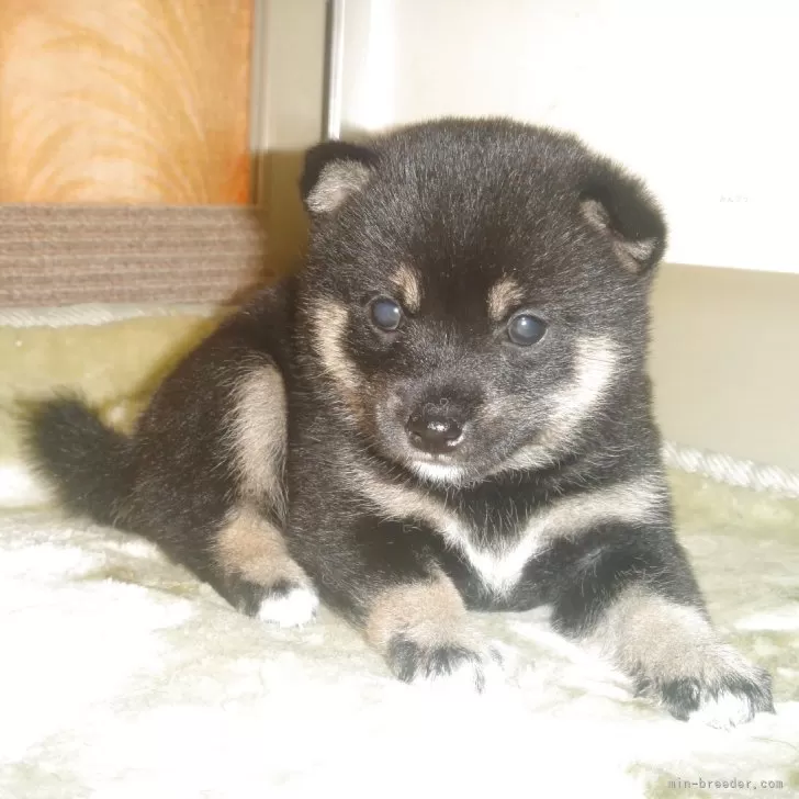 ID：2508-00624の子犬