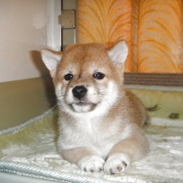 柴犬(豆柴)【富山県・男の子・2025年6月24日・赤】の写真「両親豆柴モコモコタヌキ顔で綺麗な顔立ち予想の赤豆柴」