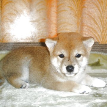 柴犬(豆柴)【富山県・男の子・2025年6月24日・赤】の写真「両親豆柴モコモコタヌキ顔で綺麗な顔立ち予想の赤豆柴」