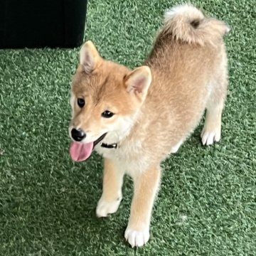 柴犬(豆柴)【富山県・男の子・2025年6月24日・赤】の写真「優しく人懐っこくて、両親小振りの飼い易いオス赤豆柴」