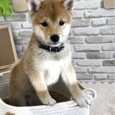 柴犬(豆柴)