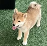 豆柴