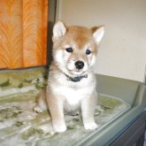 柴犬(豆柴)