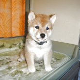 柴犬(豆柴)