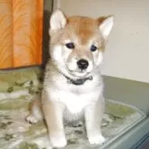 豆柴