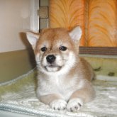 柴犬(豆柴)