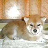 豆柴