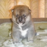 柴犬(豆柴)